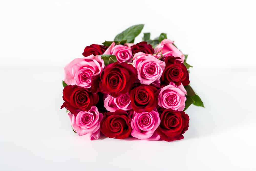 roses product photo-1